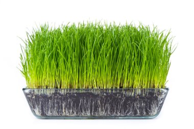 Grass with soil clipart