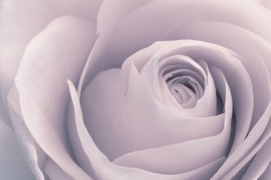 Rose macro clipart