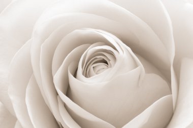 White rose macro clipart