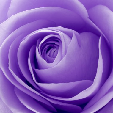 Violet rose macro clipart