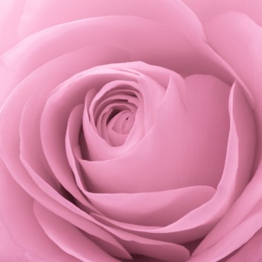 Pink rose macro clipart