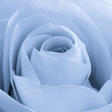 Blue rose macro clipart