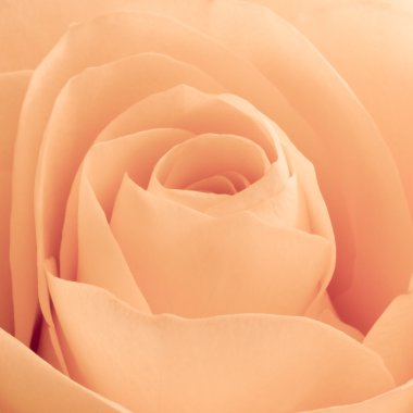 Orange rose macro clipart