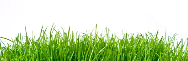 Green grass — Stock Photo, Image