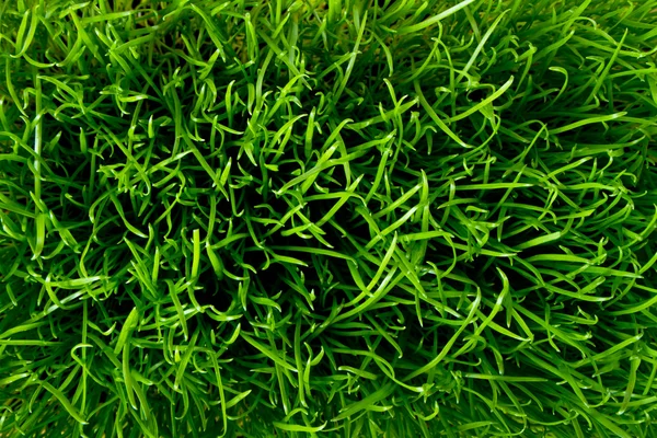 stock image Green grass