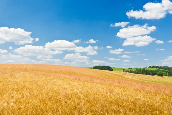 Paesaggio agricolo — Foto Stock