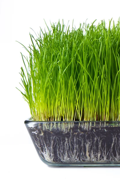 Grass with soil — Stock Photo, Image