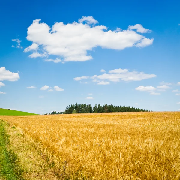 Pejzaż rolnictwo — Zdjęcie stockowe