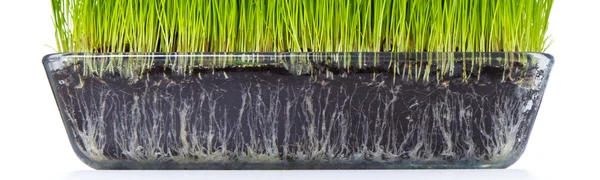 A talaj, fű — Stock Fotó