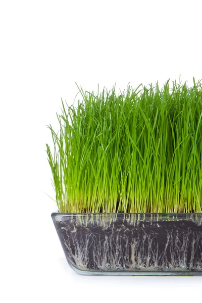 Gras met bodem — Stockfoto