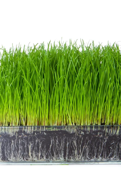 stock image Grass with soil