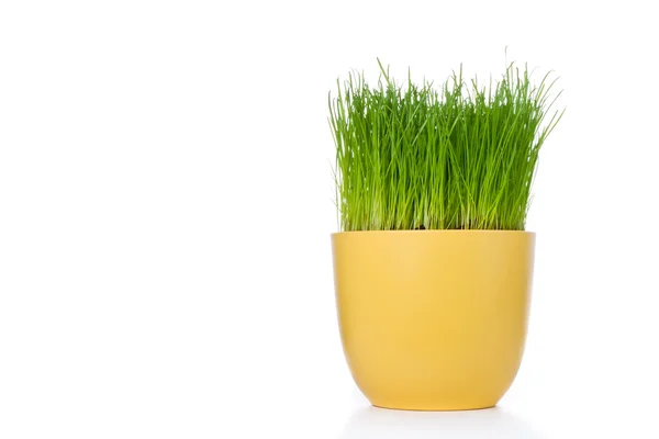 Grass in bloempot — Stockfoto