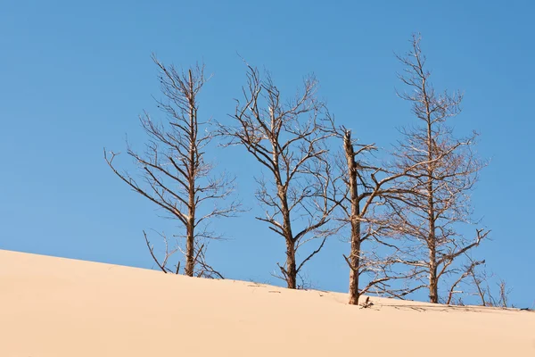 Stock image Desertification