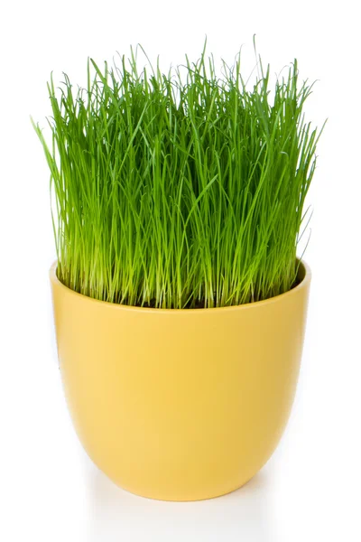 Grass in flower pot — Stock Photo, Image