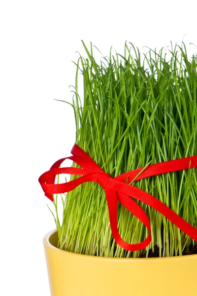 stock image Easter grass