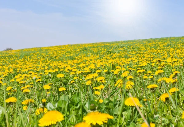 Bahar çayır — Stok fotoğraf