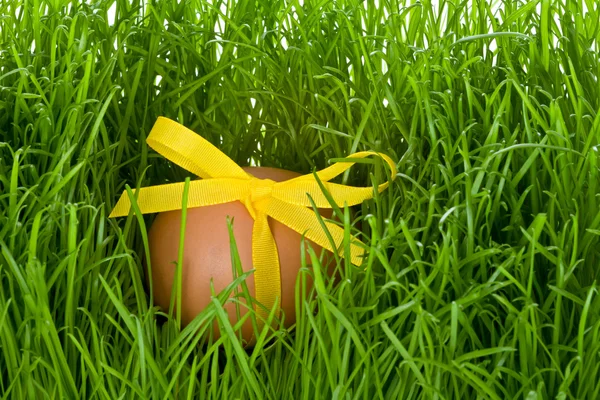 Œuf de Pâques et herbe — Photo