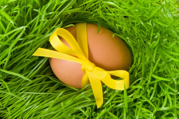 Пасхальное яйцо и трава — стоковое фото