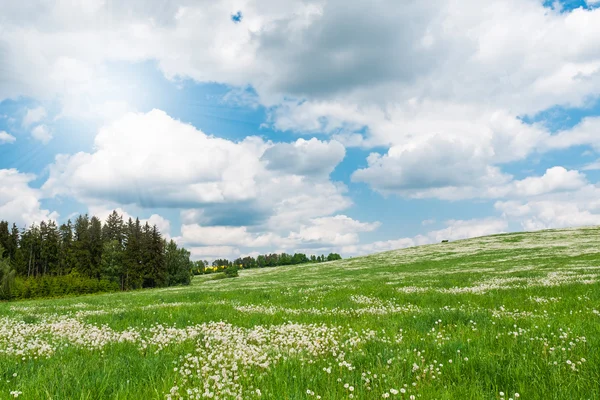 春の牧草地 — ストック写真