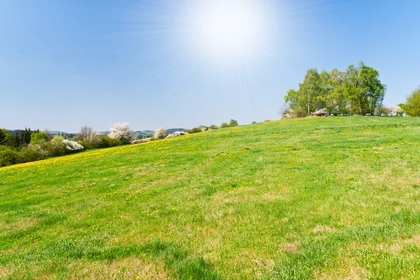 Grassland in the springtime — Stock Photo, Image