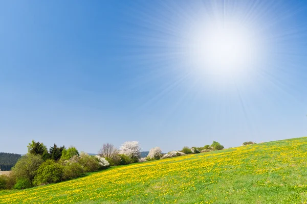 Grassland in the springtime — Stock Photo, Image