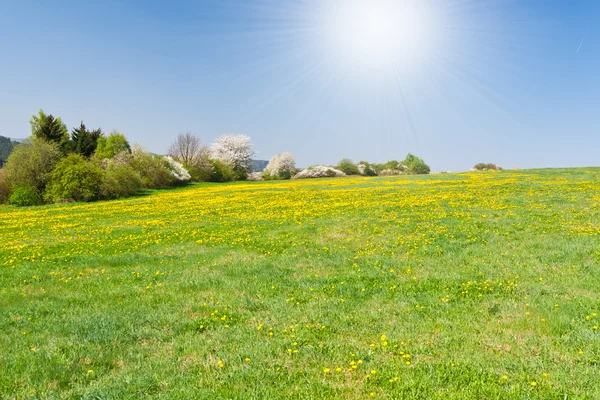 Vall i våren — Stockfoto