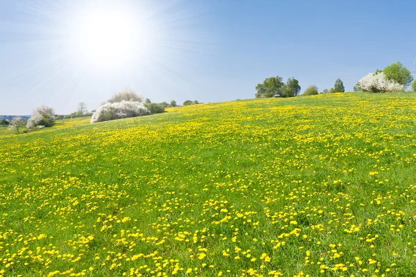 春の牧草地 — ストック写真