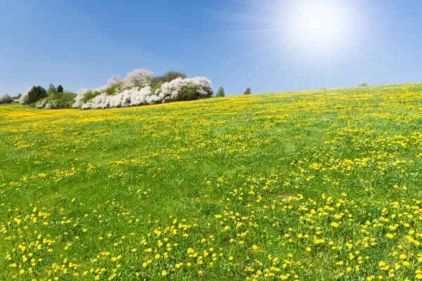 Våren äng — Stockfoto