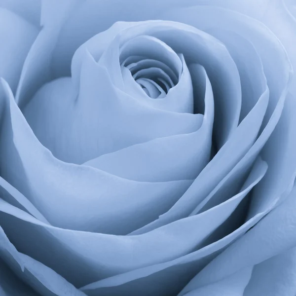 Macro rose bleue — Photo