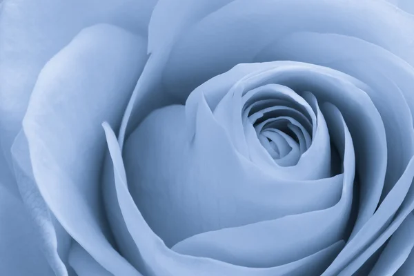 Makro blaue Rose — Stockfoto