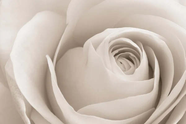 흰색 장미 매크로 — 스톡 사진