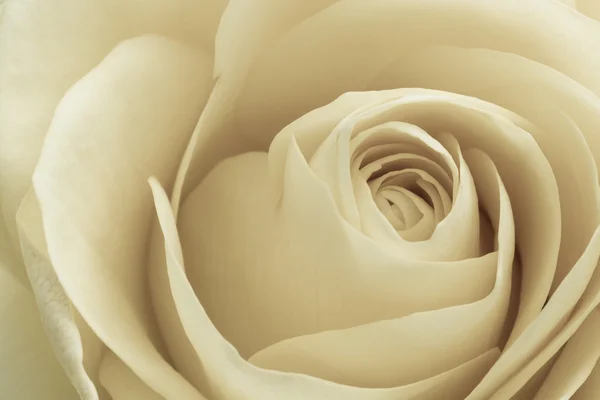 白いバラ マクロ — ストック写真