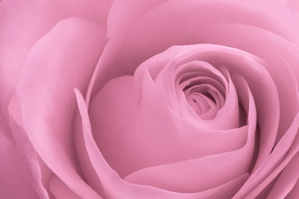 Lyserød rose makro - Stock-foto