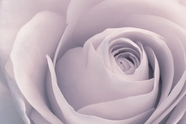 Rózsa makró — Stock Fotó