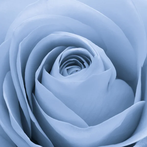 Blå rose makro – stockfoto
