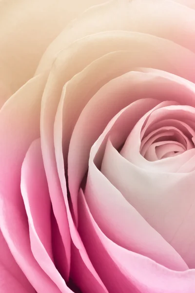 Färgglada rose — Stockfoto