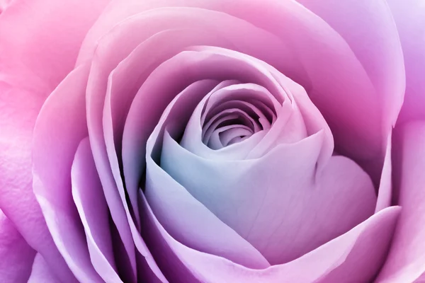 stock image Colorful rose