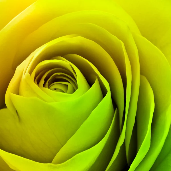 stock image Colorful rose