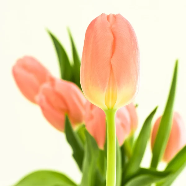 Помаранчевий тюльпани — стокове фото