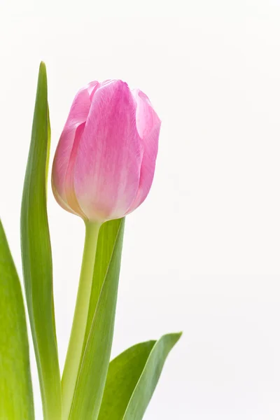 Tulipanes rosados — Foto de Stock