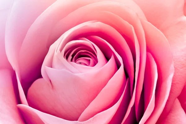 Colorful rose — Stock Photo, Image