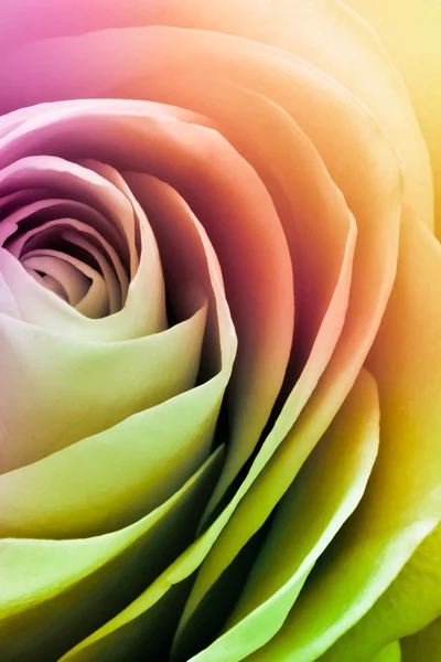 stock image Colorful rose