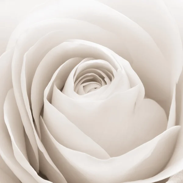 Branco rosa macro — Fotografia de Stock