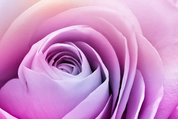 stock image Colorful rose