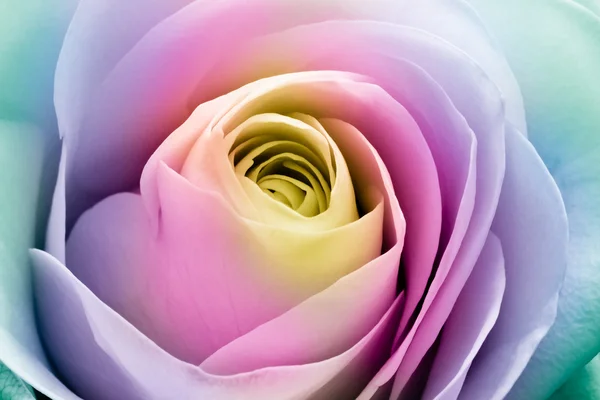 Rosa colorida — Foto de Stock