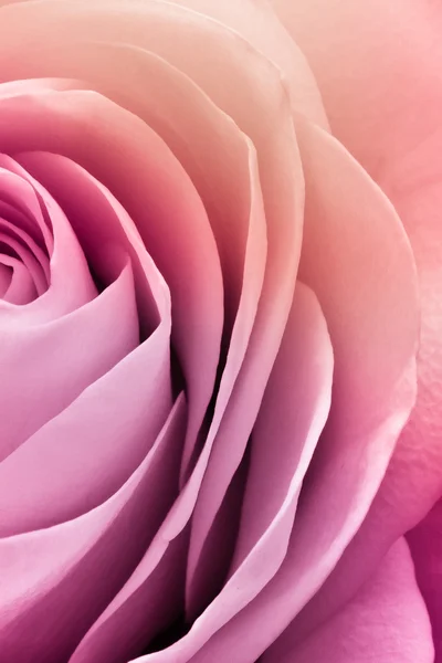 Kolorowe róża — Zdjęcie stockowe