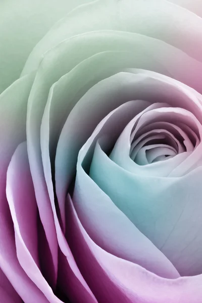 Цветная роза — стоковое фото