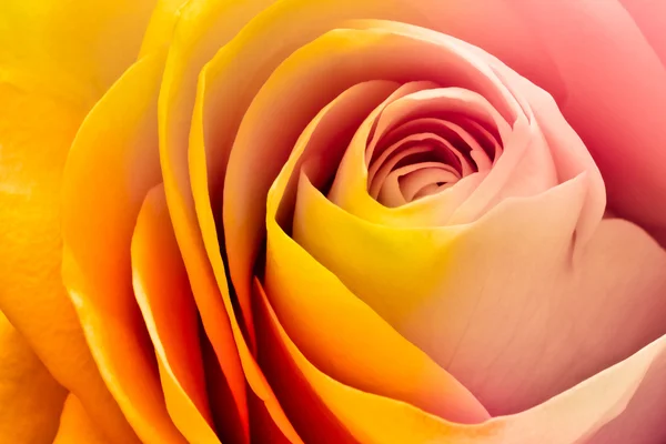 stock image Colorful rose