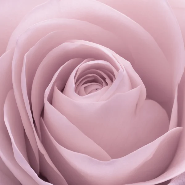 Różowa róża makro — Zdjęcie stockowe