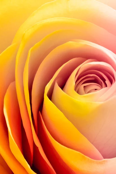 Kleurrijke rose — Stockfoto